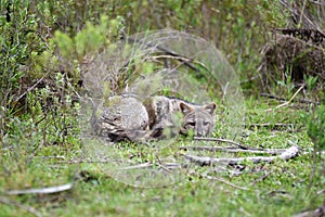 Wild gray fox on the grass