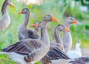 wild gray geese with orange beaks on the background of green grass