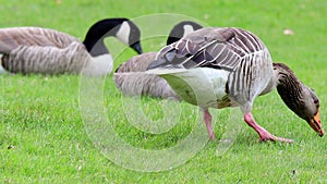 wild gray goose in front of canada geese on a meadow 4k 30fps video