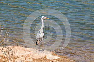 Wild gray heron standing at the shore of Oanob Lake in Namibia