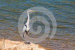 Wild gray heron standing at the shore of Oanob Lake in Namibia