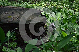 Wild gray owl sleeping in the lilies of the valley