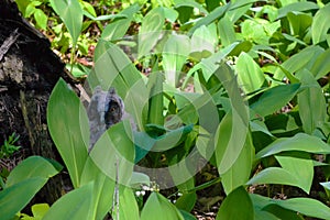 Wild gray owl sleeping in the lilies of the valley