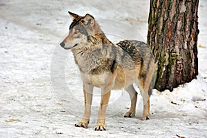 Wild gray wolf in winter forest