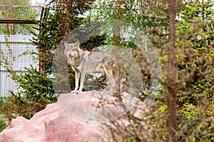 Wild gray wolf in a zoo in nature