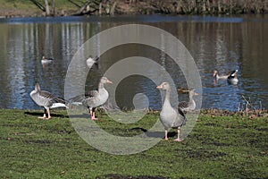 Wild graylag geese Anser anser on the pond in a park in Lubeck, danger of avian influenza, copy space, selected focus