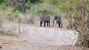 wild grazing African Elephant, Africa safari
