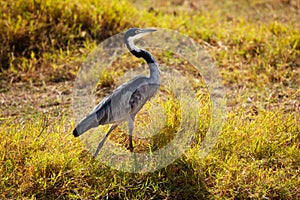 Wild Great Blue Heron or Ardea Herodias in Kenya