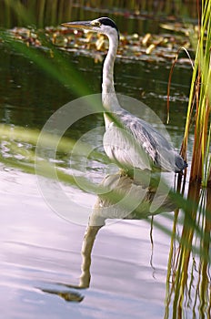 Wild great blue heron on water with mirror effect