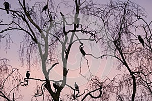 wild great cormorants Phalacrocorax carbo