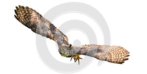 Wild great horned owl adult - bubo virginianus - flying towards camera,  yellow eyes fixed on camera, wings spread apart, isolated photo