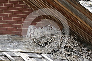 Wild Great Horned Owl nesting on decomposing roof