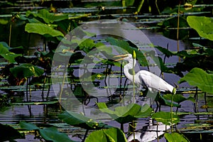A Wild Great White Egret Hunting for Fish at Brazos Bend