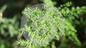 Wild green  asparagus