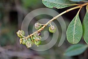 Wild green berries, Byrsonima spicata