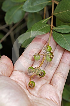 Wild green berries, Byrsonima spicata, on hand