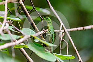 Wild green crested lizard sitting on the tree in the Mulu national park