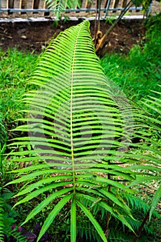 Wild green fern leaves in the rainforest.