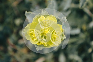 Wild green flower. Close up photo.