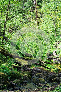 Wild, green forest with brook, rocks and fallen trees