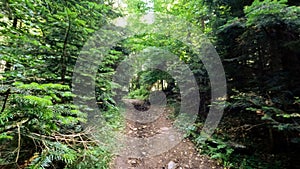 wild green forest in mountains - backpacking ground pathway - photo of nature