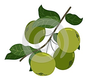 Wild green fresh unripe apples vector flat drawing isolated