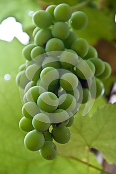 Wild green grapes ripening on the vine