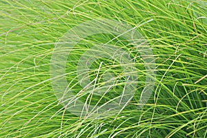 wild green grass background