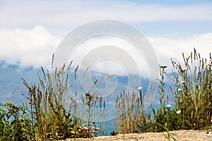 wild green grass closeup on top of Sevan Peninsula