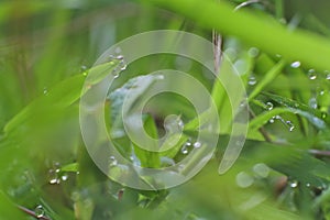 Wild green grass in the forest