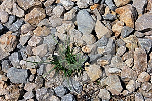 Wild green grass grows through grey color of the crushed granite and limestone coarse gravel foreground closeup