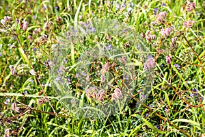 wild green grass on top of Sevan Peninsula closeup