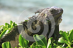 Wild Green Iguana