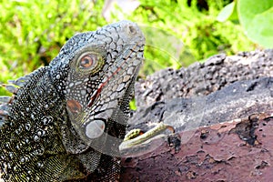 Wild green iguana close up, Curacao, Caribbean	