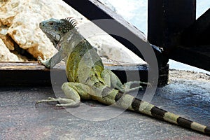 Wild green iguana close up, Curacao, Caribbean	