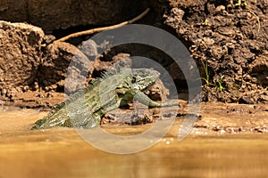 Wild green iguana close up in the nature habitat. Wild brasil, brasilian wildlife, pantanal, green jungle, iguana iguana