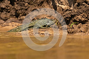 Wild green iguana close up in the nature habitat. Wild brasil, brasilian wildlife, pantanal, green jungle, iguana iguana