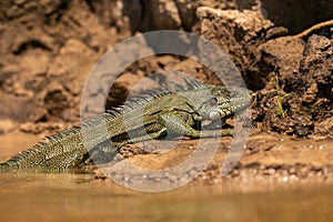 Wild green iguana close up in the nature habitat. Wild brasil, brasilian wildlife, pantanal, green jungle, iguana iguana