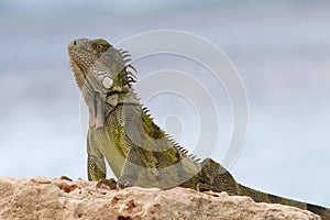 Wild Green Iguana on rock