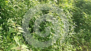 Wild green leafy chromolaena odorata weed