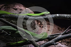 Wild green mamba