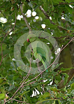 Wild green parakeet in London