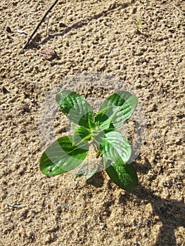 Wild green plants growing on the sand dunes of village swamps in Kalimantan, Indonesia 16