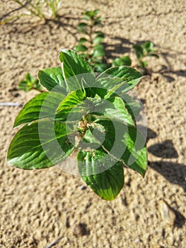 Wild green plants growing on the sand dunes of village swamps in Kalimantan, Indonesia 17