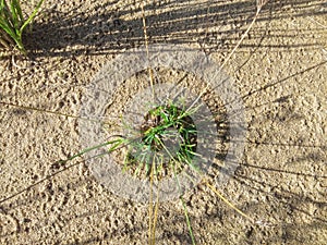 Wild green plants growing on the sand dunes of village swamps in Kalimantan, Indonesia 24