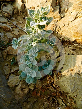 Wild Green shrub in the Middle Eastern Mountains