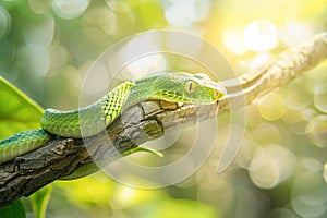 Wild green snake on a branch with green leaves