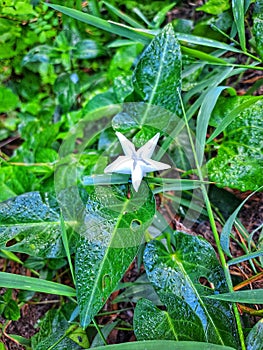The Wild green spinach with white flower like star on the ground lovley white star photo