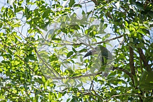 Wild green toucan