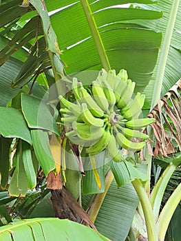 Wild green unripe banana tree